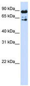 Peptidylprolyl Isomerase Domain And WD Repeat Containing 1 antibody, TA333825, Origene, Western Blot image 