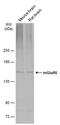 Glutamate Metabotropic Receptor 5 antibody, PA5-78623, Invitrogen Antibodies, Western Blot image 