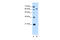 Lamin B2 antibody, ARP46356_P050, Aviva Systems Biology, Western Blot image 