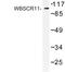 GTF2I Repeat Domain Containing 1 antibody, AP06760PU-N, Origene, Western Blot image 