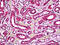 Acid Phosphatase 2, Lysosomal antibody, 51-669, ProSci, Immunohistochemistry paraffin image 