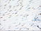 Eukaryotic Translation Initiation Factor 2 Subunit Alpha antibody, LS-C115390, Lifespan Biosciences, Immunohistochemistry frozen image 