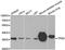 Tropomyosin 2 antibody, MBS127273, MyBioSource, Western Blot image 