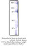 Protein phantom antibody, MBS540338, MyBioSource, Western Blot image 