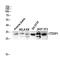 SCP1 antibody, A07398-1, Boster Biological Technology, Western Blot image 