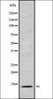 PAGE Family Member 3 antibody, orb338584, Biorbyt, Western Blot image 
