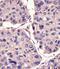 Calnexin antibody, M03372, Boster Biological Technology, Immunohistochemistry paraffin image 