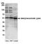 ASL antibody, A304-778A, Bethyl Labs, Western Blot image 