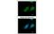15-Hydroxyprostaglandin Dehydrogenase antibody, MBS835145, MyBioSource, Immunofluorescence image 