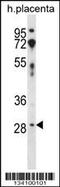 CD200 Molecule antibody, 59-437, ProSci, Western Blot image 