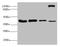 NSFL1 Cofactor antibody, LS-C676190, Lifespan Biosciences, Western Blot image 