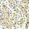 Zinc Finger Protein 264 antibody, 15-364, ProSci, Immunohistochemistry paraffin image 