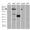 Protein Kinase N3 antibody, LS-C795437, Lifespan Biosciences, Western Blot image 