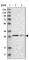 Translational Activator Of Cytochrome C Oxidase I antibody, HPA021643, Atlas Antibodies, Western Blot image 