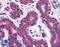 Sorting Nexin 12 antibody, LS-B4964, Lifespan Biosciences, Immunohistochemistry frozen image 