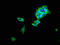 G Protein-Coupled Bile Acid Receptor 1 antibody, CSB-PA819471LA01HU, Cusabio, Immunofluorescence image 