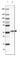 Fructose-Bisphosphatase 2 antibody, HPA012513, Atlas Antibodies, Western Blot image 