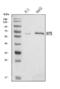 Interferon Induced Protein With Tetratricopeptide Repeats 5 antibody, A07415-2, Boster Biological Technology, Western Blot image 