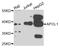 Apolipoprotein L1 antibody, STJ110252, St John