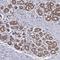 Protein Kinase N2 antibody, HPA057913, Atlas Antibodies, Immunohistochemistry frozen image 