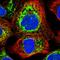 Ribophorin II antibody, HPA025922, Atlas Antibodies, Immunocytochemistry image 