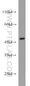GTP Binding Protein 3, Mitochondrial antibody, 10764-1-AP, Proteintech Group, Western Blot image 