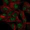 Ubiquitin D antibody, NBP2-13498, Novus Biologicals, Immunofluorescence image 