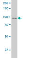 Nibrin antibody, LS-C197750, Lifespan Biosciences, Western Blot image 