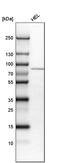 WD Repeat Domain 76 antibody, PA5-58935, Invitrogen Antibodies, Western Blot image 