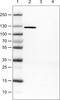 Cadherin 1 antibody, NBP2-34477, Novus Biologicals, Western Blot image 