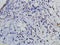 SLAM Family Member 6 antibody, GTX60322, GeneTex, Immunohistochemistry paraffin image 