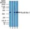 RuvB Like AAA ATPase 1 antibody, PA5-23452, Invitrogen Antibodies, Western Blot image 