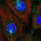 PATJ Crumbs Cell Polarity Complex Component antibody, NBP2-57361, Novus Biologicals, Immunocytochemistry image 