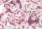 Acid Phosphatase, Prostate antibody, orb320129, Biorbyt, Immunohistochemistry paraffin image 