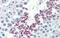 Klotho Beta antibody, PA5-44023, Invitrogen Antibodies, Immunohistochemistry frozen image 