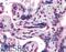 Gastrulation Brain Homeobox 2 antibody, 45-659, ProSci, Enzyme Linked Immunosorbent Assay image 