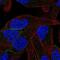 Protocadherin Beta 11 antibody, NBP2-13738, Novus Biologicals, Immunofluorescence image 