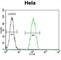 Proteasome Subunit Beta 8 antibody, abx028154, Abbexa, Western Blot image 