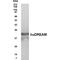 Epidermal Growth Factor antibody, MA1-21367, Invitrogen Antibodies, Western Blot image 