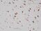 RNA Binding Fox-1 Homolog 3 antibody, M11954-4, Boster Biological Technology, Immunohistochemistry paraffin image 