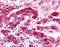 Adrenoceptor Alpha 1B antibody, TA317613, Origene, Immunohistochemistry frozen image 