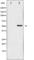 Checkpoint Kinase 1 antibody, abx010650, Abbexa, Western Blot image 