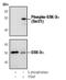 Glycogen Synthase Kinase 3 Alpha antibody, MA5-15021, Invitrogen Antibodies, Western Blot image 