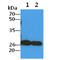 COMM Domain Containing 7 antibody, GTX57616, GeneTex, Western Blot image 