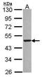 MPP1 antibody, PA5-30114, Invitrogen Antibodies, Western Blot image 