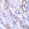 Myosin IC antibody, GTX55719, GeneTex, Immunohistochemistry paraffin image 