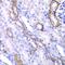 Myosin-Ic antibody, GTX55719, GeneTex, Immunohistochemistry paraffin image 