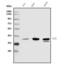 Poly(RC) Binding Protein 1 antibody, A02636-1, Boster Biological Technology, Western Blot image 