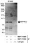 Serine/threonine-protein kinase MARK2 antibody, NBP1-71889, Novus Biologicals, Western Blot image 