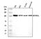 Methylenetetrahydrofolate Dehydrogenase (NADP+ Dependent) 1 Like antibody, A06289-1, Boster Biological Technology, Western Blot image 